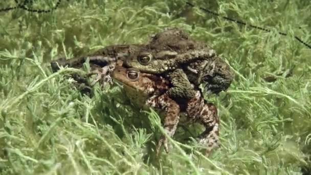 Κοινός Βάτραχος Bufo Bufo Αρσενικά Πιάνοντας Θηλυκά Μπροστινά Άκρα Τους — Αρχείο Βίντεο