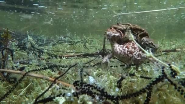 Common Toad Bufo Bufo Males Grasping Females Fore Limbs Armpits — Video