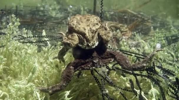 Common Toad Bufo Bufo Stays Amplexus Several Days Female Lays — Vídeo de Stock