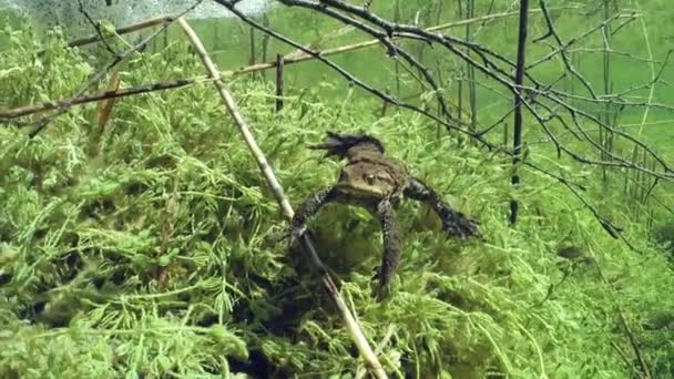 Tijdens Broedtijd Zwemt Mannetjespad Bufo Bufo Rond Het Heldere Meer — Stockvideo