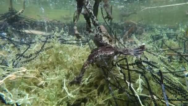 在繁殖期间 公蛤蟆 Bufo Bufo 正在争夺交配的机会 — 图库视频影像
