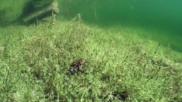 Common Toads Bufo Bufo Lie Bottom Lake Wide Angle Shot — Stockvideo