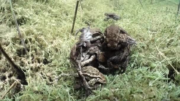 Podczas Okresu Rozrodczego Samce Ropuch Zwyczajnych Bufo Bufo Utworzyły Kulę — Wideo stockowe