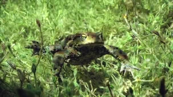 Common Toad Bufo Bufo Lying Bottom Clear Watered Lake — Stock videók