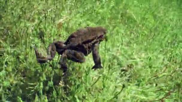 Sapo Común Bufo Bufo Arrastra Fondo Del Lago Agua Clara — Vídeos de Stock