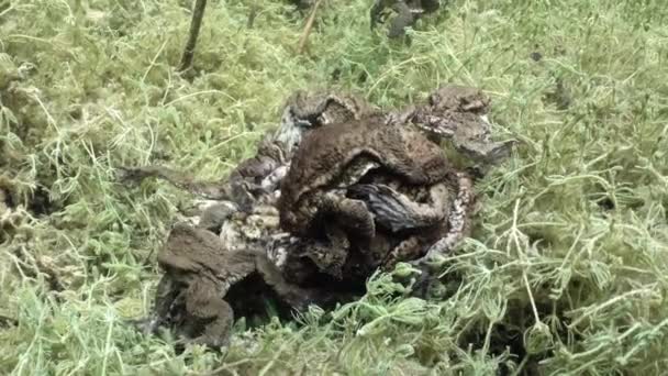 Breeding Time Male Common Toads Bufo Bufo Have Formed Mating — Video