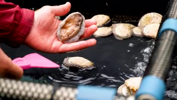 Looking Anatomy Haliotis Midae South African Abalone Aquafarm — стоковое видео