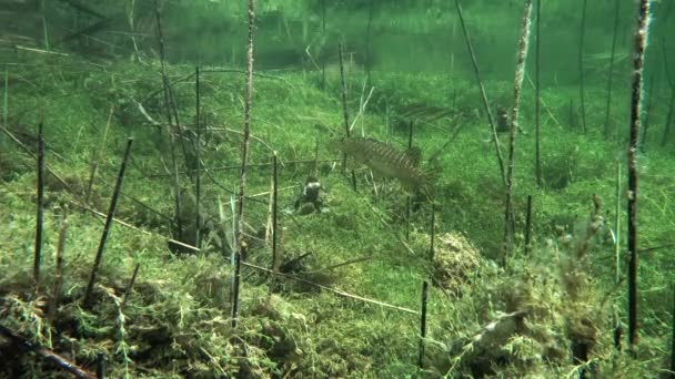 繁殖期には オスの共通のヒキガエル Bufo Bufo が澄んだ湖の周りを泳いでおり 交尾の機会を探しています 北部のパイクはまだ立っている — ストック動画