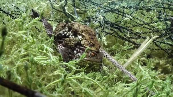 Ένας Επιτυχημένος Κοινός Βάτραχος Bufo Bufo Μένει Στο Αμπλέξο Για — Αρχείο Βίντεο