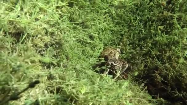 Sapos Comunes Bufo Bufo Amplexus Esconden Fondo Del Lago Agua — Vídeo de stock