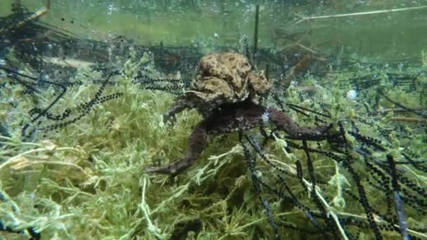 Common Toad Bufo Bufo Pair Amplexus Clear Watered Lake Gelatinous — Vídeo de stock