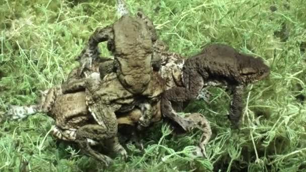 Durante Periodo Riproduttivo Maschio Rospi Comuni Bufo Bufo Hanno Formato — Video Stock