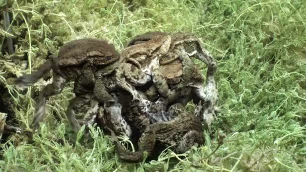 Breeding Time Male Common Toads Bufo Bufo Have Formed Mating — Video