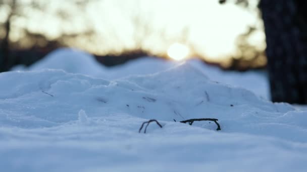 Vista Suolo Tegame Primo Piano Piccolo Ramoscello Neve Profonda Tramonto — Video Stock