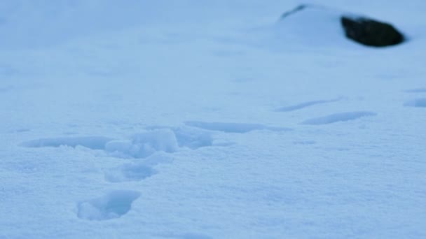 Poêle Main Inclinaison Des Traces Pieds Dans Neige Profonde Campagne — Video