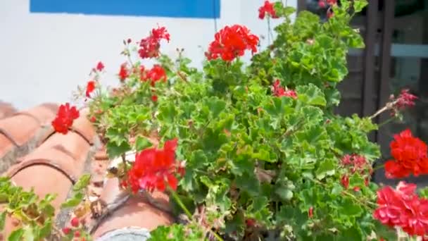 Λουλούδια Έναν Τόπο Γάμων Της Finca Στη Νότια Ισπανία Andalucia — Αρχείο Βίντεο