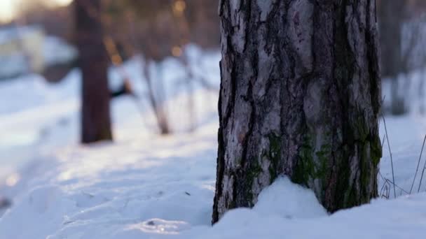 Panela Vista Terra Portátil Neve Profunda Por Troncos Árvores Mudança — Vídeo de Stock