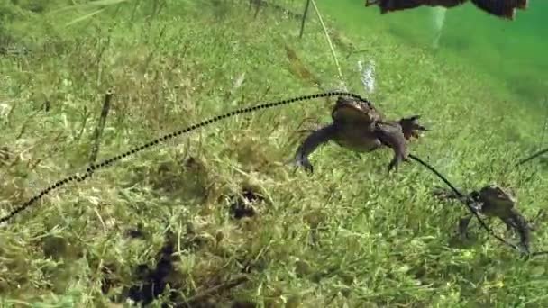 Onderwaterbeelden Van Gewone Pad Bufo Bufo Tijdens Broedtijd — Stockvideo