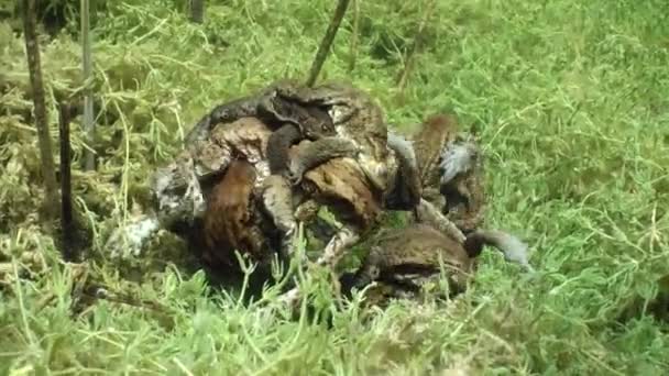 Parfois Plusieurs Crapauds Communs Bufo Bufo Forment Tas Chaque Mâle — Video