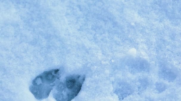从兔子或在雪地中的野兔身上近距离清除痕迹的头顶 — 图库视频影像
