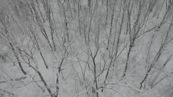 冬の木々の上をゆっくりと動く空中ビデオ — ストック動画