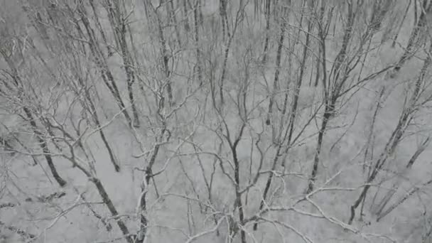 Aerial Video Slowly Moving Top Trees Winter — Video