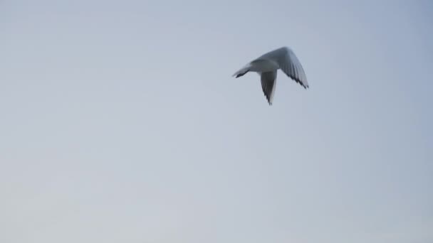 Möwe Fliegt Über Den Blauen Abendhimmel Spätsommertag Flügelschlag Fliegen Durch — Stockvideo