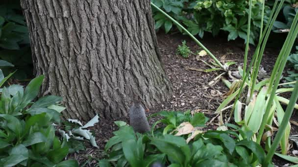 Oosterse Grijze Eekhoorn Naast Een Boom Het Park — Stockvideo