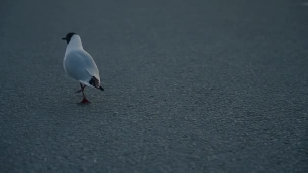 Sea Gull Walking Pavement Road Street Looking Fries Food Hungry — стоковое видео