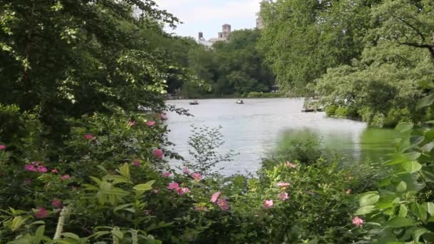 纽约市中央公园湖中美丽的绿色环境的全景 — 图库视频影像