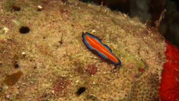 Red Blue Flatworm Moving Hard Coral — Vídeos de Stock