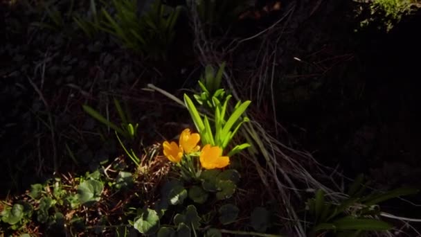 Κίτρινος Κρόκος Που Αναπτύσσεται Στον Κήπο Την Άνοιξη Ακριβώς Πριν — Αρχείο Βίντεο