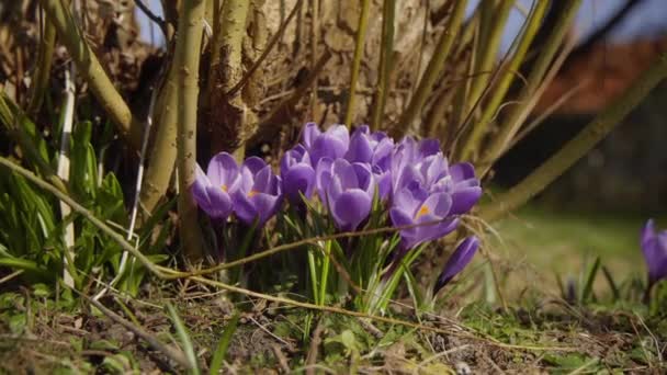 Purple Crocus Growing Garden Spring Time Right Easter Zoom — Vídeos de Stock