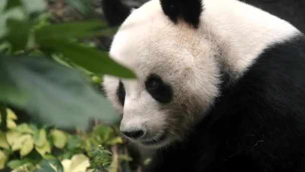 Lindo Panda Comiendo Bambú Bosque — Vídeo de stock