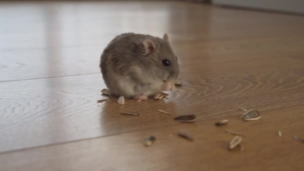 Ein Hamster Frisst Trockenfutter Aus Nächster Nähe Auf Einem Holzboden — Stockvideo
