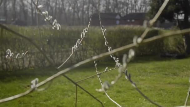 Pussy Willow Branches Growing Garden Spring Time Right Easter — Vídeos de Stock