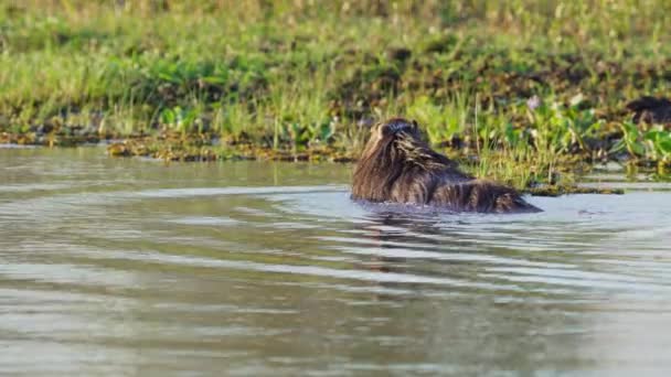 Divoká Capybara Hydrochoerus Hydrochaeris Vlhkou Srstí Plavání Bažinatém Jezeře Chvění — Stock video