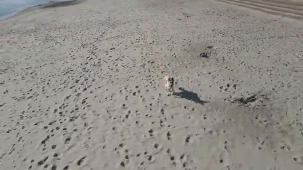 Dog Runs Beautiful Sandy Beach — Video Stock