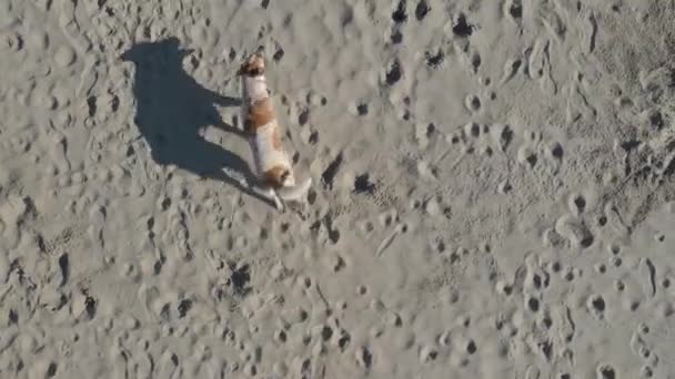 Σκύλος Τρέχει Κατά Μήκος Της Όμορφης Αμμώδους Παραλίας — Αρχείο Βίντεο