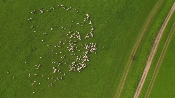 Letecký Pohled Shora Dolů Ovce Farmě Stádo Pomalu Blíží Farmáři — Stock video