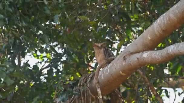 Very Strong Wind Woke Roosting Owl Big Branch Buffy Fish — Vídeos de Stock