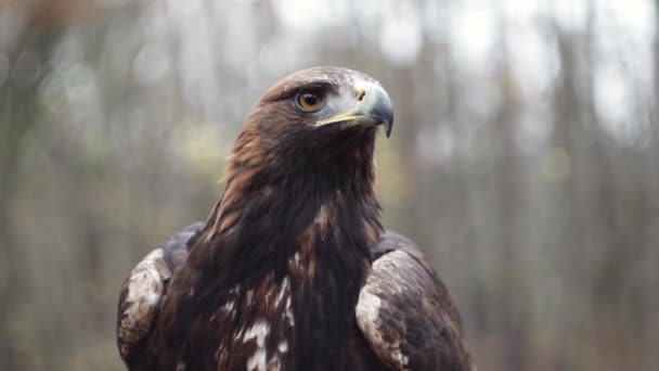 Golden Eagle Looking Extreme Closeup Head Beak Eyes Forest Background — Stockvideo