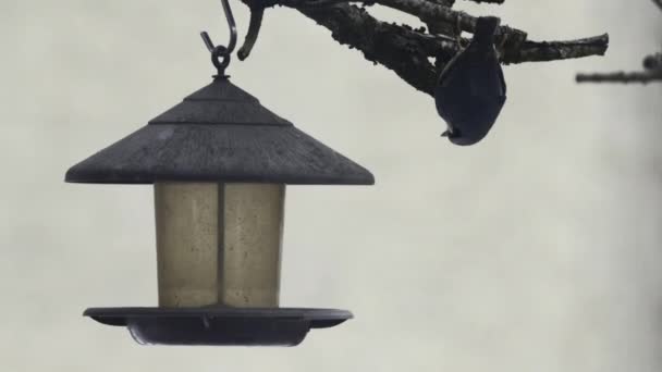Blue Tit Bird Peck Seed Garden Bird Feeder Fly Away — Stock video