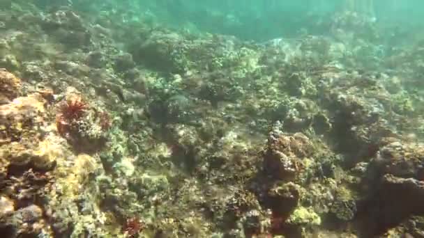 Tropical Fish Coral Garden Maui Underwater View Snorkeling Pov Action — стоковое видео