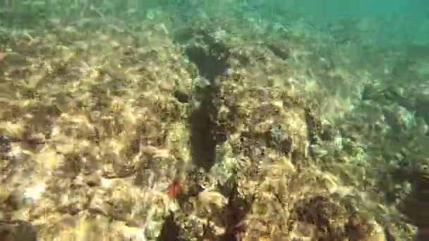 Excursões Coral Maui Câmera Ação Subaquática Captura Peixes Recifes Tropicais — Vídeo de Stock