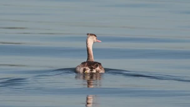 Następnie Łódź Podczas Kręcenia Prawej Stronie Great Crested Grebe Podiceps — Wideo stockowe