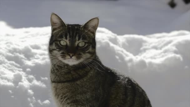Curious Tabby Cat Sitting Snow Winter Closeup — Video