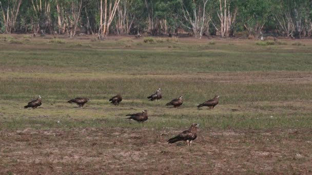 Flock Resting While Others Land Others Take Turns Black Eared — Stock Video