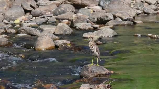 Justo Pie Medio Del Arroyo Que Fluye Sobre Una Roca — Vídeos de Stock