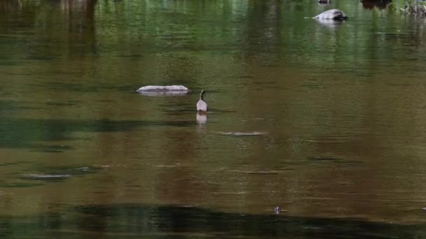 Inmitten Des Flusses Anhalten Und Nach Einem Fisch Ausschau Halten — Stockvideo